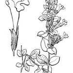 Micromeria marginata Anders