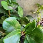 Peperomia magnoliifoliaLevél