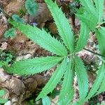 Cardamine heptaphylla ഇല
