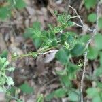 Vaccinium stamineum Leaf