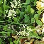 Clematis virginiana Õis