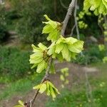 Ulmus glabra Fruit