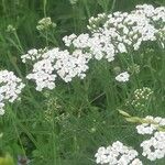 Achillea millefoliumFlower