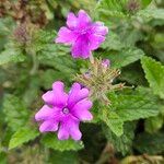 Verbena × hybrida Cvet