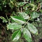 Lonchocarpus nitidus Hoja