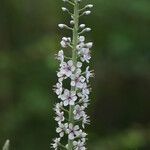 Lysimachia ephemerum Fleur