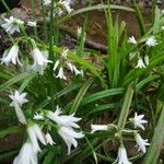 Allium triquetrumFlors