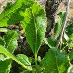 Commiphora madagascariensis Лист