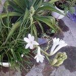 Polianthes tuberosa Λουλούδι