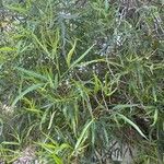 Searsia lancea Blatt
