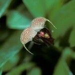 Scaphosepalum anchoriferum Flower
