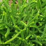 Crassula muscosa Листок