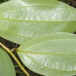 Satyria meiantha Hoja