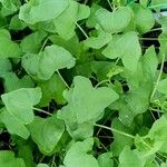 Rumex scutatus Hoja