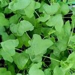 Rumex scutatus Feuille