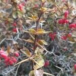 Berberis aetnensis برگ