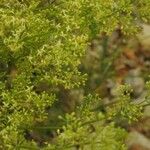 Galium libanoticum Leaf