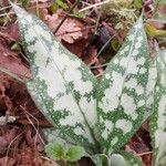 Pulmonaria longifolia 葉