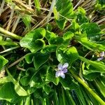 Viola palustris Blad