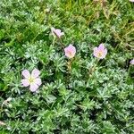 Geranium argenteum Habitat