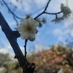 Prunus mume Blomma