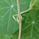 Tropaeolum majus 樹皮