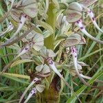 Himantoglossum hircinum Floro