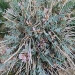 Astragalus mucronifolius