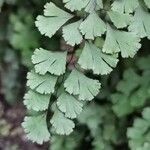 Adiantum capillus-veneris Hoja