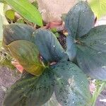 Cordyline fruticosa Leaf