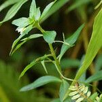 Sauvagesia erecta Leaf