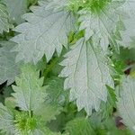 Urtica urens Blatt