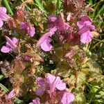 Pedicularis sylvaticaFlower