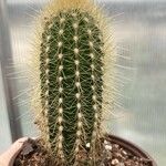 Pilosocereus chrysostele Hoja