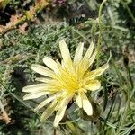 Scorzonera aristata Flower