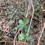 Lonicera periclymenum Blad