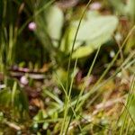 Carex chordorrhiza Hábitos