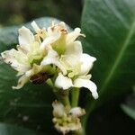 Baloghia inophylla Цветок