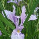 Iris tenax പുഷ്പം