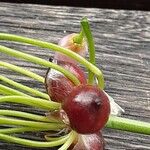 Allium roseum Other