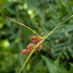 Carex bushii Flower