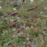 Tenaxia cumminsii Hábito
