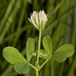 Trifolium michelianum Altres