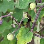 Solanum violaceum ഫലം