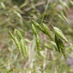 Bromus commutatus Fruit