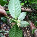 Psychotria platypoda Fiore