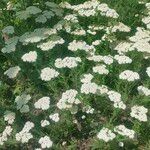 Achillea crithmifolia موطن