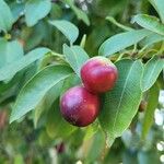 Prunus ilicifolia Fruit