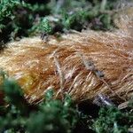 Davallia chaerophylloides Other