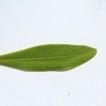 Foetidia mauritiana Other